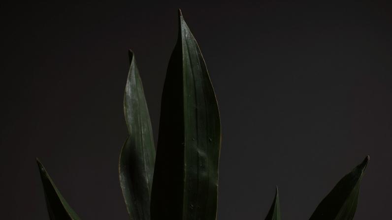 Espada-de-São-Jorge: verdades e exageros sobre a planta símbolo de proteção