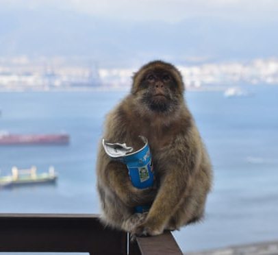 Macacos de Gibraltar comem lama para evitar desconforto estomacal de turistas