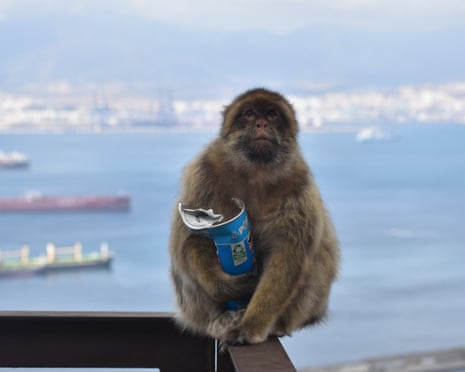 Macacos de Gibraltar comem lama para evitar desconforto estomacal de turistas