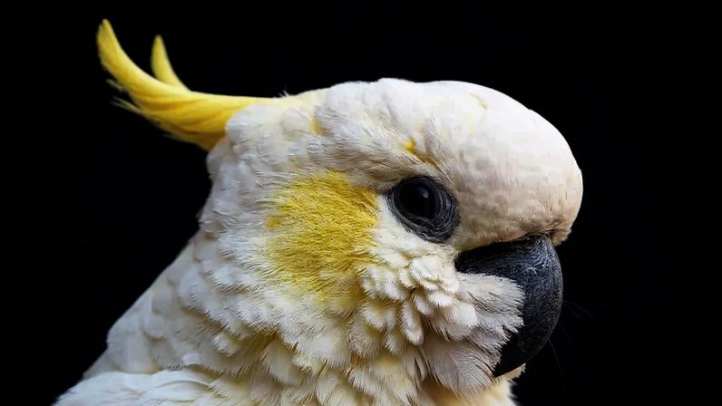 Cacatuas são sociáveis e barulhentas; conheça mais sobre elas