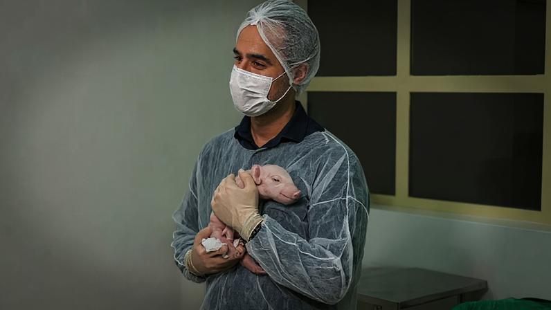 Uma das vantagens da linhagem de suínos escolhida pelos pesquisadores para obter os órgãos é o crescimento rápido