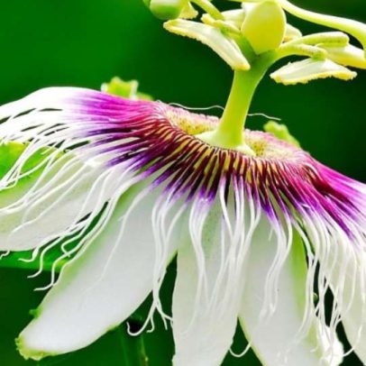 Conheça os benefícios da passiflora para o bem-estar e o alívio dos nervos