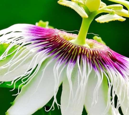 Conheça os benefícios da passiflora para o bem-estar e o alívio dos nervos