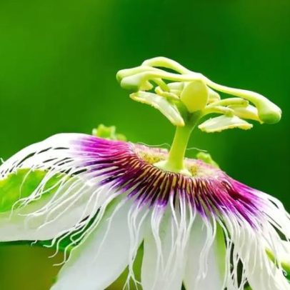 Passiflora: planta oferece benefícios calmantes para nervos