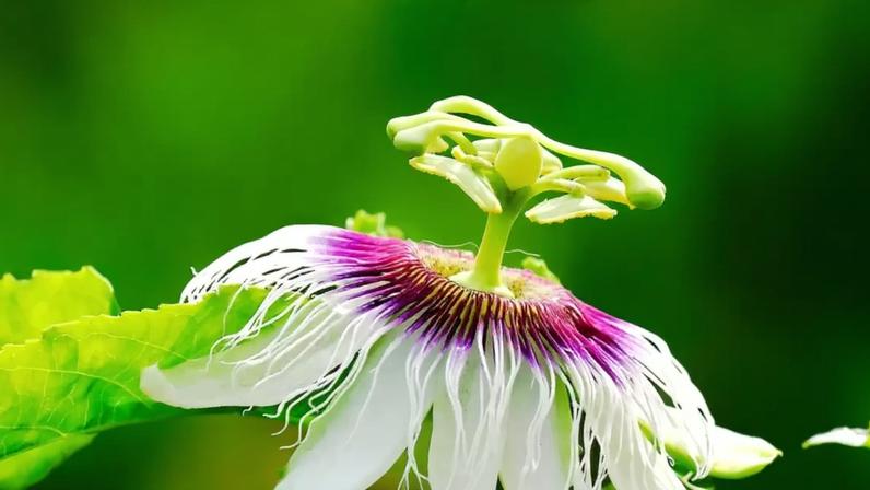 Passiflora: planta oferece benefícios calmantes para nervos