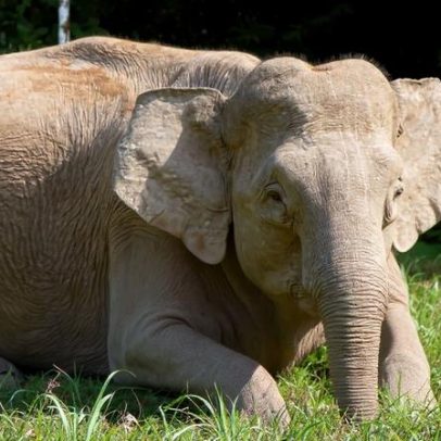Elefantes ajustam dieta em habitats modificados, sinalizando pressão crescente