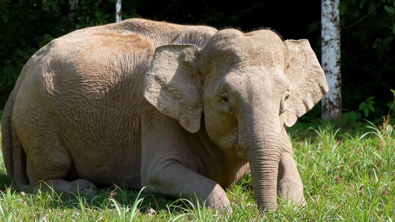 Asian elephant in Sabah, Malaysian Borneo. Image by Tim Parkinson via Flickr (CC BY 2.0).