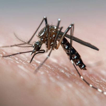 Estudo brasileiro aponta relação entre dengue e Síndrome de Guillain-Barré