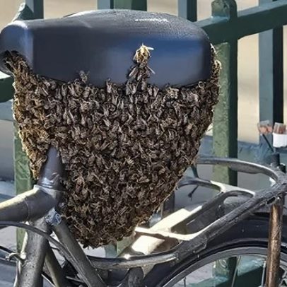 Nuvem de 10 mil abelhas se instala em bicicleta diante do Louvre, Paris