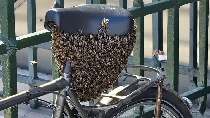 The bees settled under the saddle of the bicycle