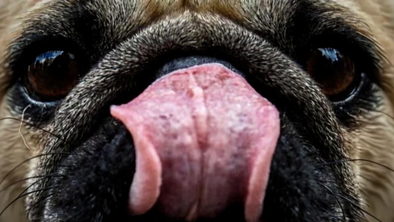 Cérebros de cães encolheram há pelo menos 5.000 anos, diz estudo