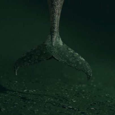 Baleia alemã encalhada simboliza nossa relação conturbada com gigantes do mar