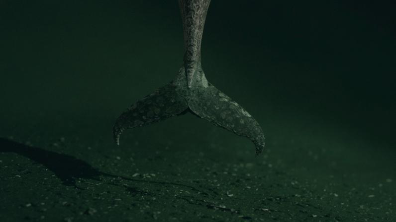 Baleia alemã encalhada simboliza nossa relação conturbada com gigantes do mar