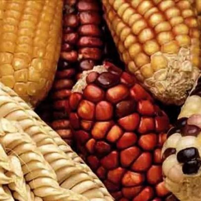 Milho: essencial na alimentação e na economia agrícola.