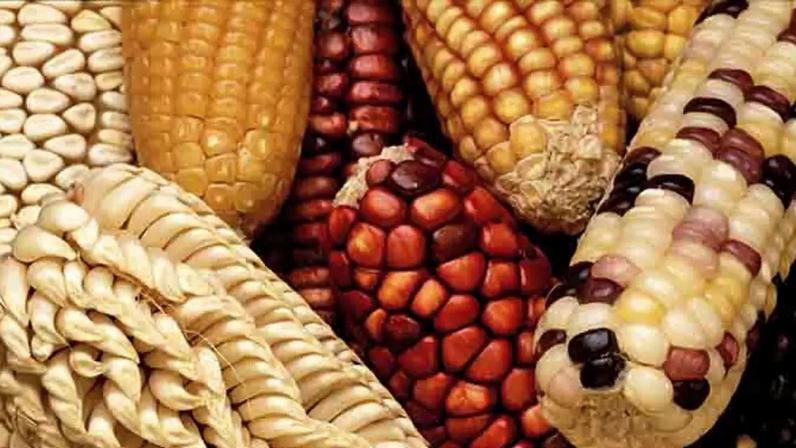 Milho: essencial na alimentação e na economia agrícola.