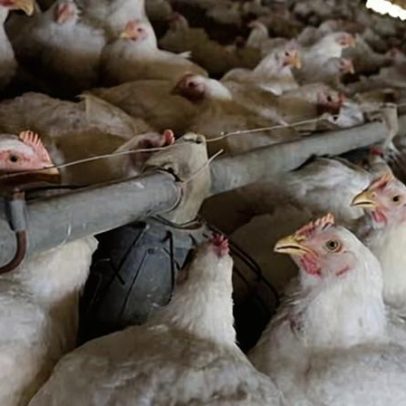 Reino Unido avaliou abrir portas para frango clorado americano, diz FOI