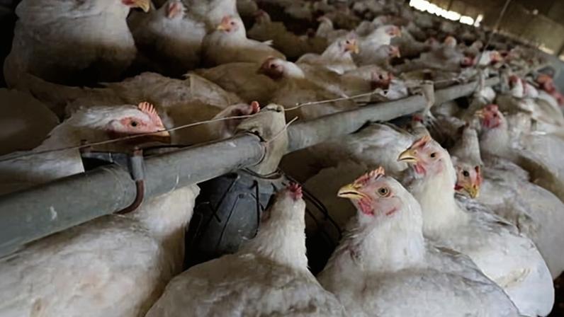 Reino Unido avaliou abrir portas para frango clorado americano, diz FOI