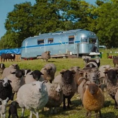 The Sheep Detectives: Hugh Jackman brilha em comédia policial acolhedora