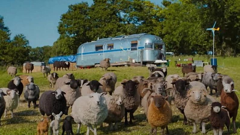 The Sheep Detectives: Hugh Jackman brilha em comédia policial acolhedora