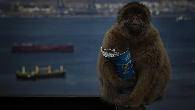Fotografia de um macaco com uma latinha de pringles.