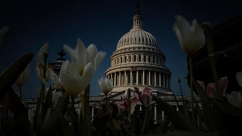 Getty Images An exterior shot of the US Capitol with white and pink tulips in the foreground