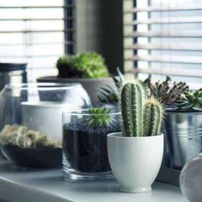 Plantas ideais para o ambiente doméstico: guia prático