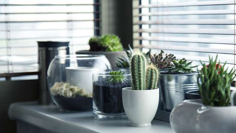 Cultivar plantas dentro de casa tornou-se uma forma comum de tornar os ambientes mais agradáveis. Além de contribuírem para a decoração, elas ajudam a melhorar a qualidade do ar, elevar a umidade e, assim, até favorecer o bem-estar emocional.