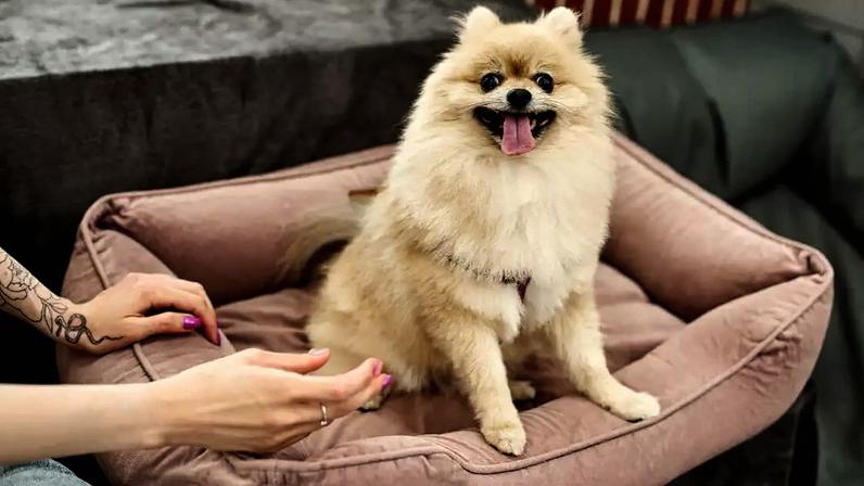 Alguns itens são indispensáveis para o cachorro viver de forma saudável e equilibrada