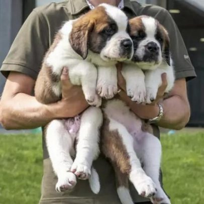 UE adota primeira regulamentação para proteção de cães e gatos de criadouros