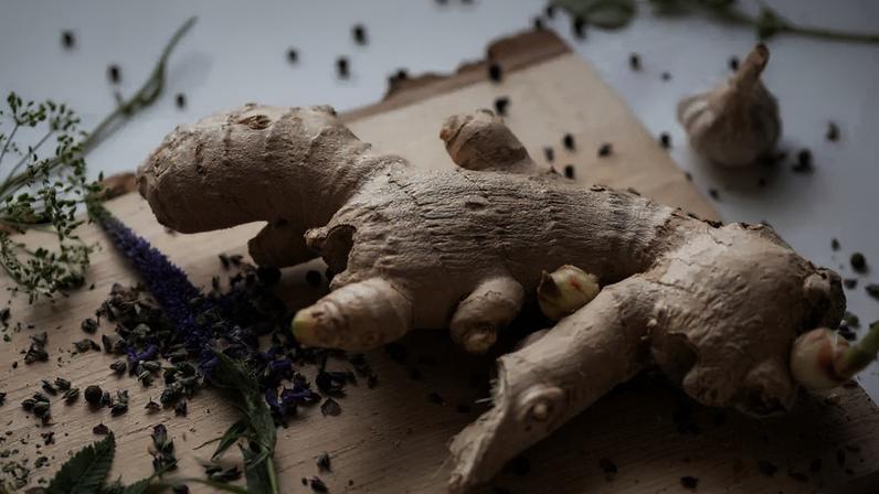 Cultivar gengibre em casa é um projeto gratificante