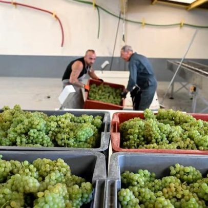 UE paga €40 milhões para converter vinho em álcool após queda de vendas