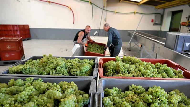 Consumo de vinho francês, em particular, sofreu com as tensões geopolíticas que restringiram as exportações para seus maiores mercados (Foto: Francois Nascimbeni/AFP/Getty Images)