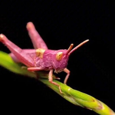 Gafanhotos cor-de-rosa são raros e vivem pouco, aponta estudo