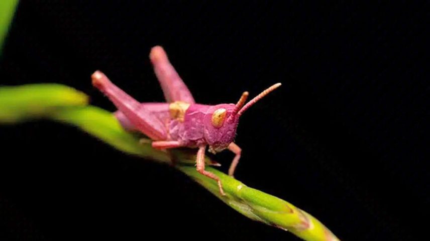 Raros e chamativos, os gafanhotos cor-de-rosa parecem até irreais à primeira vista. Essa coloração incomum é resultado de uma mutação genética, o que torna cada aparição ainda mais curiosa.