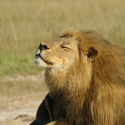 Caçadores defendem caçar grandes animais para salvar vida selvagem africana