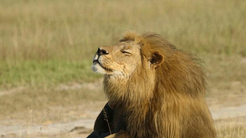 Cecil the lion at Hwange national parks in 2015. Photograph: Reuters