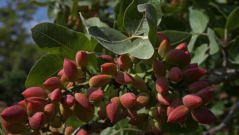 Pistache conquista brasileiros com sabor marcante