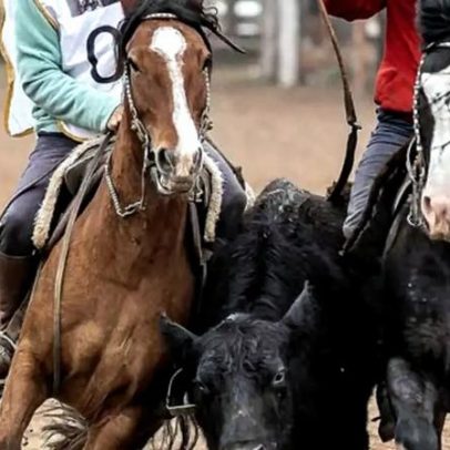 Torneio de Laço em Porto Alegre terá prêmios de milhares na Cabanha Figueira