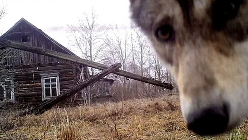 A wolf looks into the camera in the abandoned village of Orevichi, Belarus. Wolf populations are seven times higher than they were before the Chornobyl disaster.
