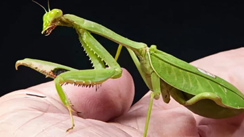 Louva-a-deus: curiosidades sobre o inseto que parece ajoelhar