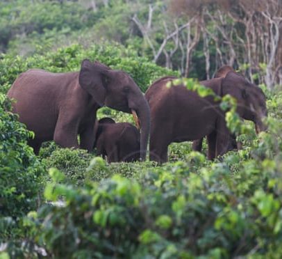 Milionário americano e caçador morre após ser esmagado por elefantes