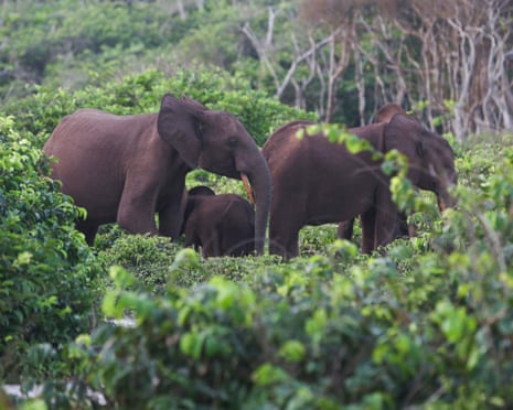Elephants graze in Gabon on 15 March 2022.
