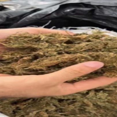 Polícia Civil apreende meio milhão de reais em drogas no Cariri paraibano