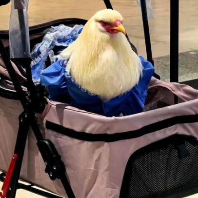 Galinhas de estimação viram febre; chineses investem em coleiras para aves
