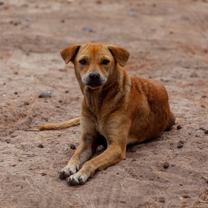 México oficializa a raça 'cachorro caramelo', Brasil reage