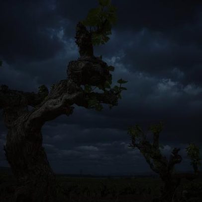 Conheça as vinhas antigas da África do Sul em seis vinhos