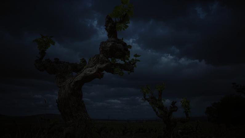 Bellevue Pinotage vines planted in 1953, Stellenbosch, South Africa