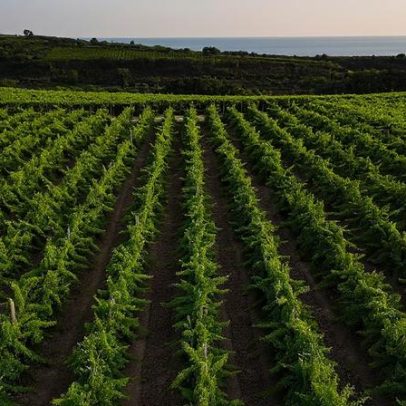 Cantina Tollo: negócios não seguem o padrão