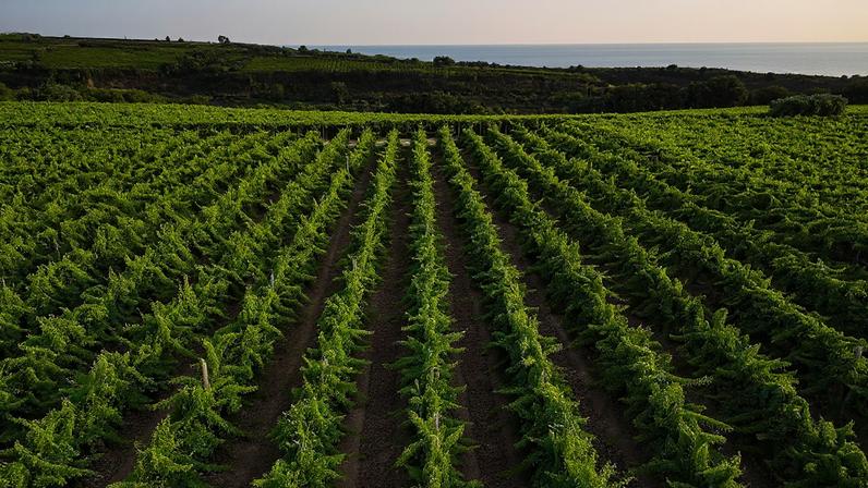 Rows of bright green vines with the sea in the background