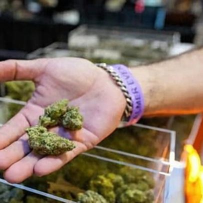Administração Trump move reclassificar maconha para droga da lista III